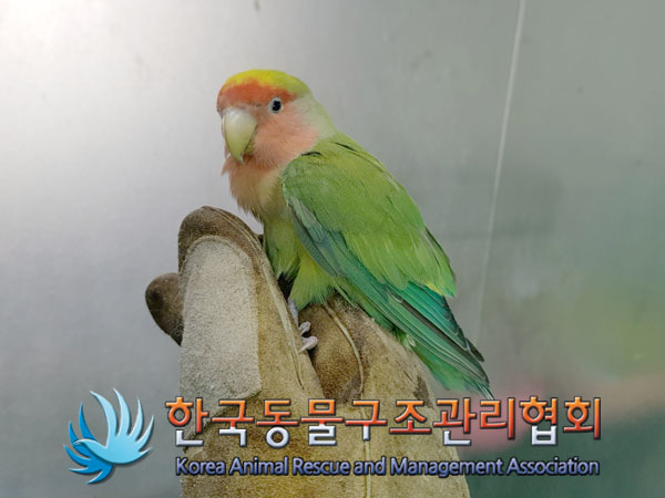 종료(입양) 앵무새…